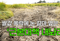 [영상] 쌀값 폭락에 논 갈아 엎은 농심, ‘근본대책 내놔라’
