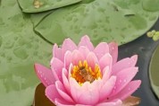 [포토] 부여 궁남지, 만개한 ‘연꽃의 향연’
